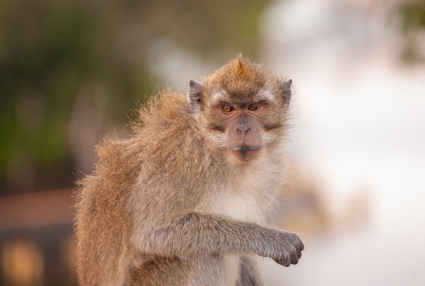 Canon EOS 5D - Canon EF 70-200mm f/4L IS USM - 200.0 mm - 1/180 - 4.5 - 800