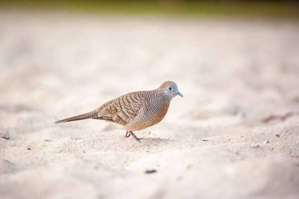 Canon EOS 5D - Canon EF 70-200mm f/4L IS USM - 200.0 mm - 1/500 - 4.0 - 160