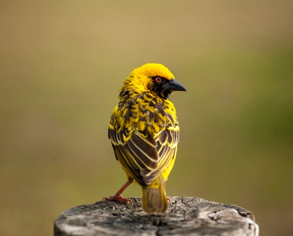 Canon EOS 5D - Canon EF 70-200mm f/4L IS USM - 200.0 mm - 1/750 - 4.0 - 100