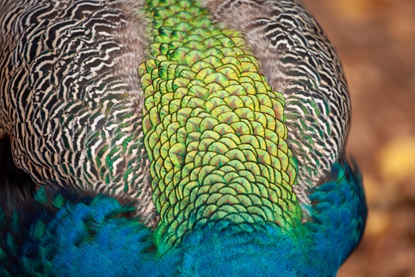 Canon EOS 5D Mark II - Canon EF 70-200mm f/4L IS USM - 200.0 mm - 1/320 - 4.0 - 200