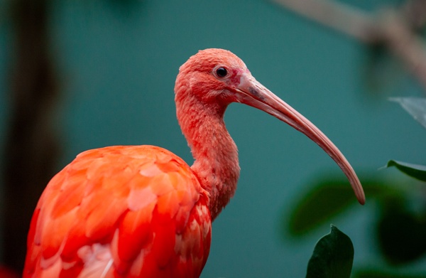 Canon EOS 5D Mark II - Canon EF 70-200mm f/4L IS USM - 200.0 mm - 1/125 - 4.0 - 2500