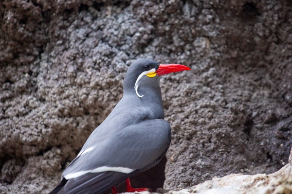 Canon EOS 5D Mark II - Canon EF 70-200mm f/4L IS USM - 200.0 mm - 1/125 - 4.0 - 3200