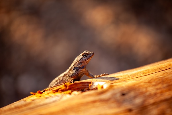 Canon EOS 5D Mark II - Canon EF 70-200mm f/4L IS USM - 200.0 mm - 1/50 - 4.0 - 50