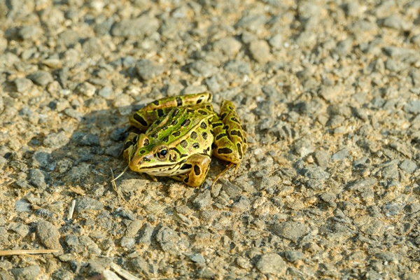 X-S10 - XF150-600mm F5.6-8 R LM OIS WR - 420.3 mm - 1/320 - 7.1 - 320