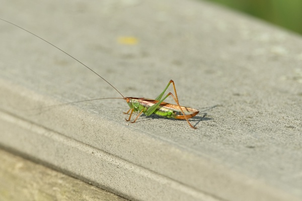 X-S10 - XF150-600mm F5.6-8 R LM OIS WR - 600.0 mm - 1/640 - 9.0 - 800