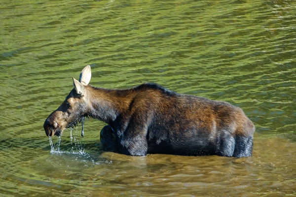 X-S10 - XF150-600mm F5.6-8 R LM OIS WR - 600.0 mm - 1/500 - 8.0 - 1600