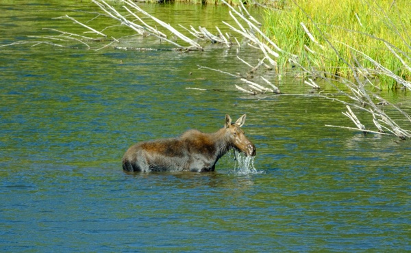 X-S10 - XF150-600mm F5.6-8 R LM OIS WR - 600.0 mm - 1/800 - 8.0 - 1000