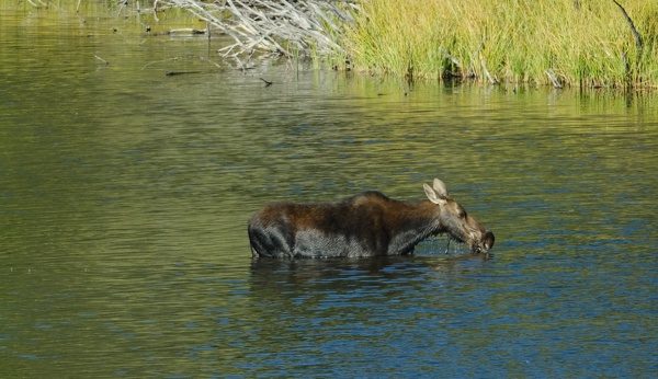 X-S10 - XF150-600mm F5.6-8 R LM OIS WR - 600.0 mm - 1/800 - 8.0 - 800