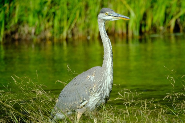 X-S10 - XF150-600mm F5.6-8 R LM OIS WR - 600.0 mm - 1/2000 - 8.0 - 1600