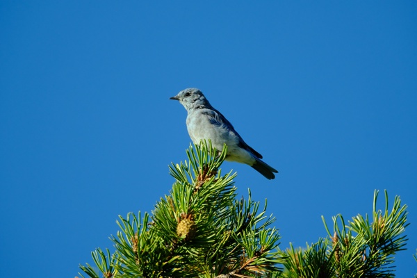 X-S10 - XF150-600mm F5.6-8 R LM OIS WR - 600.0 mm - 1/500 - 8.0 - 500