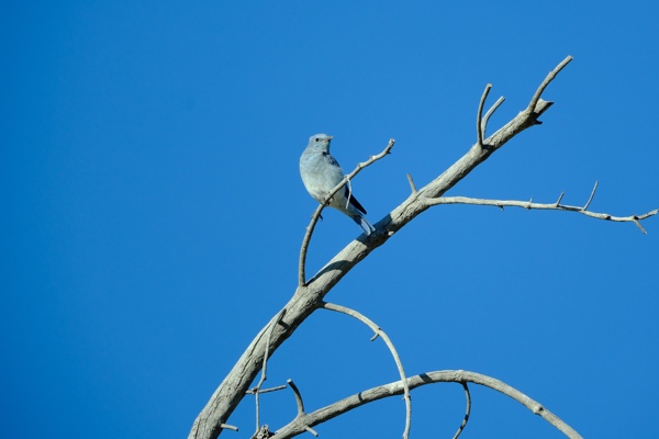 X-S10 - XF150-600mm F5.6-8 R LM OIS WR - 600.0 mm - 1/640 - 8.0 - 500