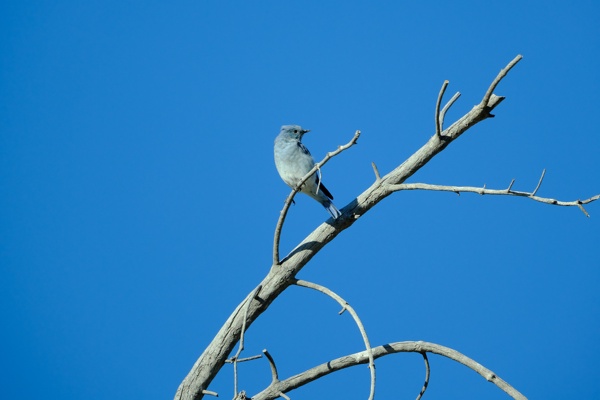 X-S10 - XF150-600mm F5.6-8 R LM OIS WR - 600.0 mm - 1/640 - 8.0 - 500