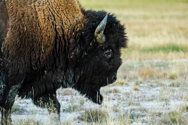 X-S10 - XF150-600mm F5.6-8 R LM OIS WR - 294.5 mm - 1/280 - 6.4 - 8000