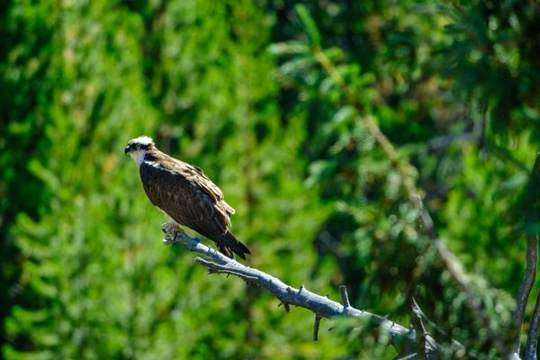 X-S10 - XF150-600mm F5.6-8 R LM OIS WR - 600.0 mm - 1/400 - 8.0 - 800