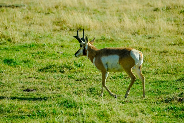 X-S10 - XF150-600mm F5.6-8 R LM OIS WR - 600.0 mm - 1/1000 - 8.0 - 800