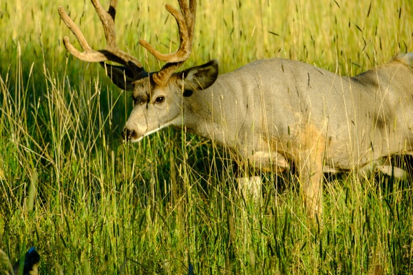 X-S10 - XF150-600mm F5.6-8 R LM OIS WR - 600.0 mm - 1/500 - 8.0 - 800