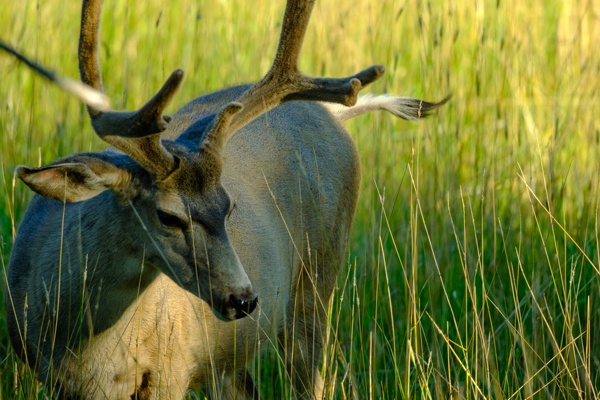 X-S10 - XF150-600mm F5.6-8 R LM OIS WR - 600.0 mm - 1/640 - 8.0 - 2000