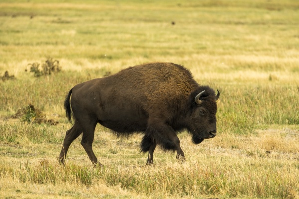 X-S10 - XF150-600mm F5.6-8 R LM OIS WR - 600.0 mm - 1/400 - 8.0 - 320