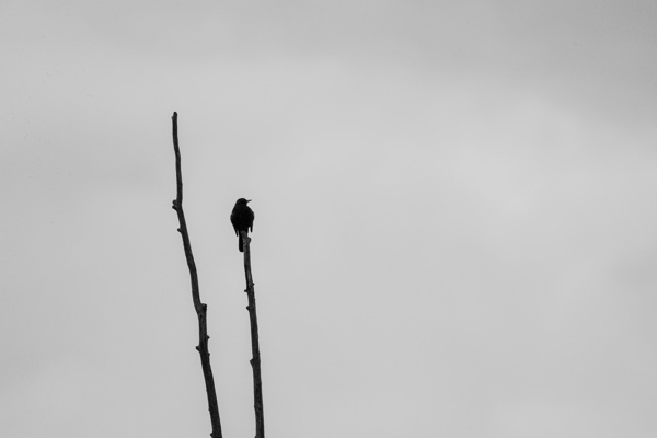 X-S10 - XF100-400mm F4.5-5.6 R LM OIS WR - 400.0 mm - 1/8000 - 5.6 - 800