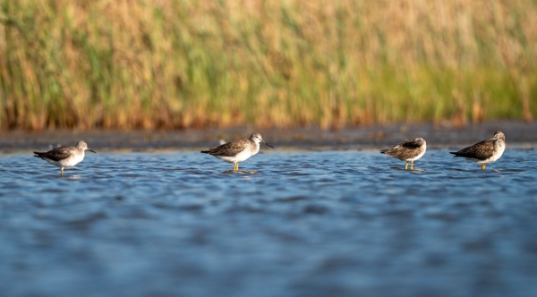 ILCE-9M2 - FE 300mm F2.8 GM OSS - 300.0 mm - 1/2500 - 2.8 - 100