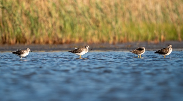 ILCE-9M2 - FE 300mm F2.8 GM OSS - 300.0 mm - 1/2500 - 2.8 - 100