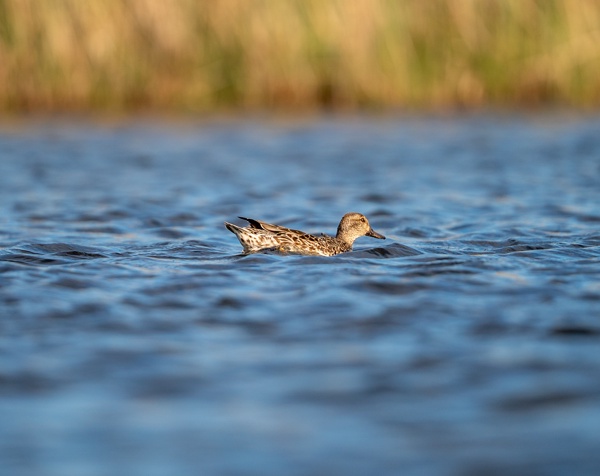 ILCE-9M2 - FE 300mm F2.8 GM OSS - 300.0 mm - 1/2000 - 2.8 - 100