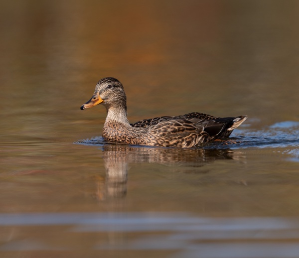 ILCE-9M2 - FE 300mm F2.8 GM OSS - 300.0 mm - 1/2000 - 2.8 - 160