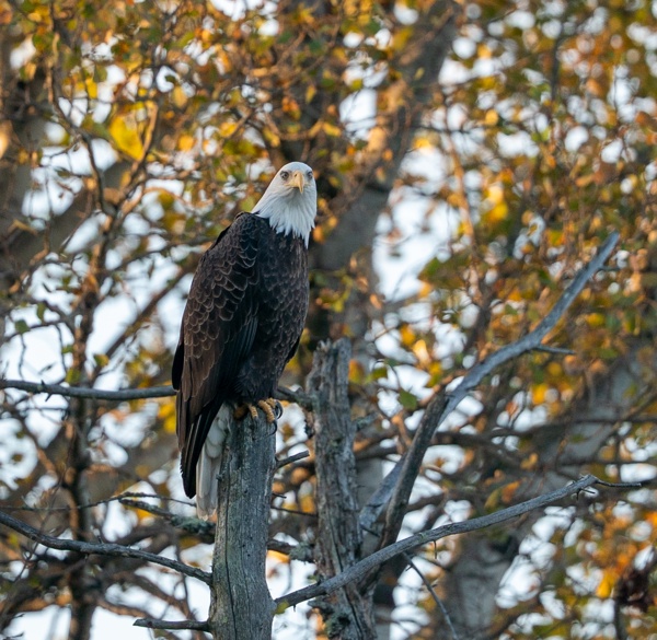 ILCE-9M2 - FE 300mm F2.8 GM OSS - 300.0 mm - 1/1000 - 2.8 - 320