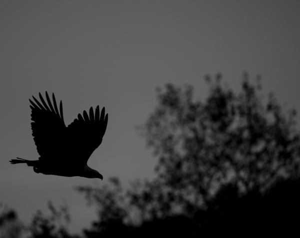 ILCE-9M2 - FE 300mm F2.8 GM OSS - 300.0 mm - 1/2000 - 2.8 - 100