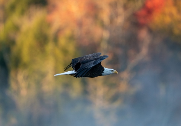 ILCE-9M2 - FE 300mm F2.8 GM OSS - 300.0 mm - 1/1000 - 2.8 - 640