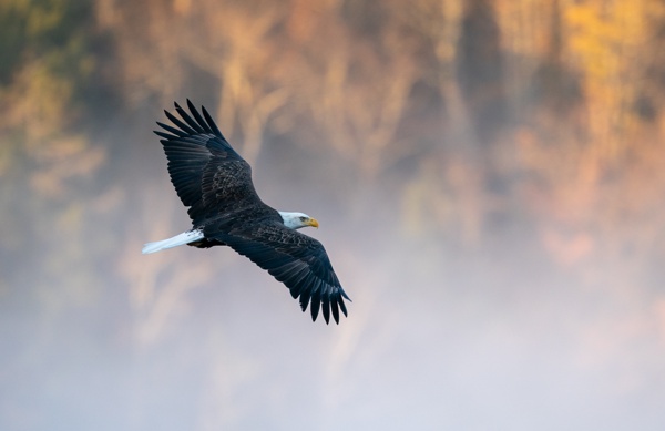 Wildlife & Nature