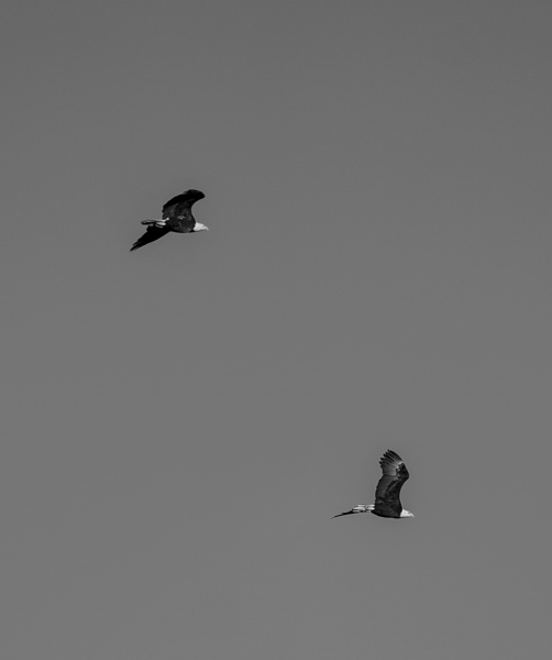 ILCE-9M2 - FE 300mm F2.8 GM OSS - 300.0 mm - 1/2500 - 2.8 - 100