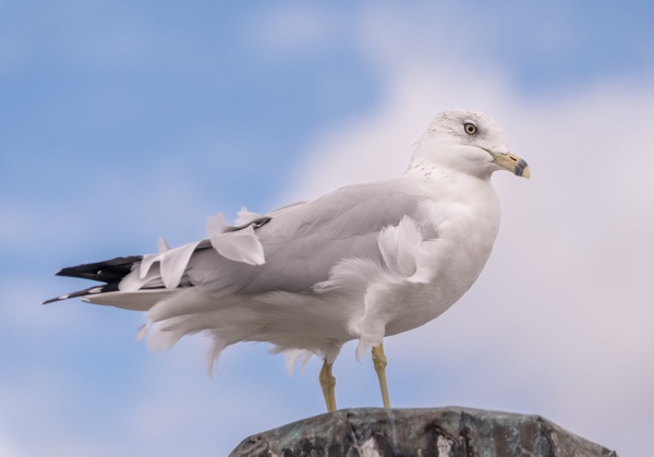 X-S10 - Canon EF 70-200mm f/4 L IS USM - 135.0 mm - 1/4000 - 4.0 - 640