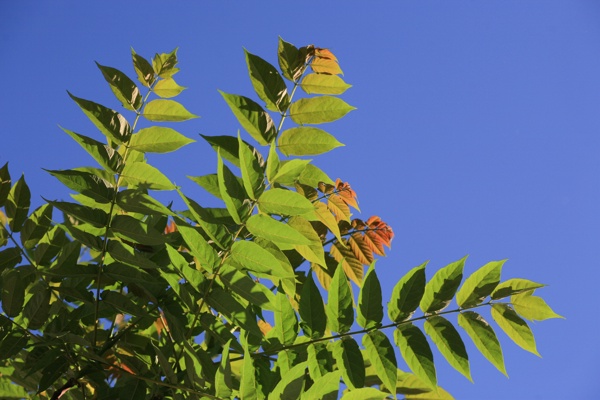 Canon EOS 5D - Canon EF 85mm f/1.8 USM - 85.0 mm - 1/500 - 4.5 - 100