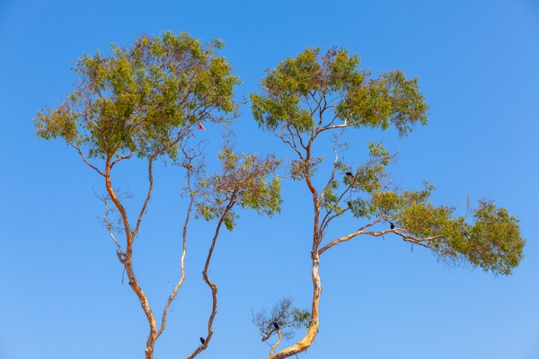 Canon EOS 5D Mark II - Canon EF 85mm f/1.8 USM - 85.0 mm - 1/500 - 6.3 - 50