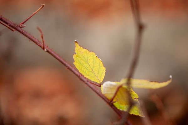 Canon EOS 5D Mark II - Canon EF 70-200mm f/4L IS USM - 200.0 mm - 1/125 - 4.5 - 640