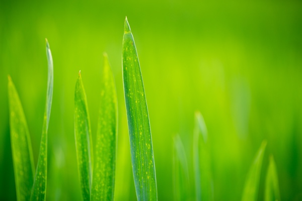 Canon EOS 5D Mark III - Canon EF 100mm f/2.8L Macro IS USM - 100.0 mm - 1/200 - 2.8 - 100