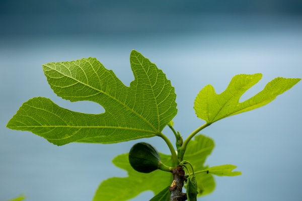 Canon EOS 5D Mark III - Canon EF 100mm f/2.8L Macro IS USM - 100.0 mm - 1/250 - 4.0 - 160