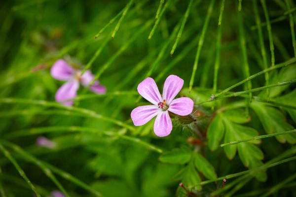 Canon EOS 5D Mark III - Canon EF 100mm f/2.8L Macro IS USM - 100.0 mm - 1/250 - 8.0 - 160