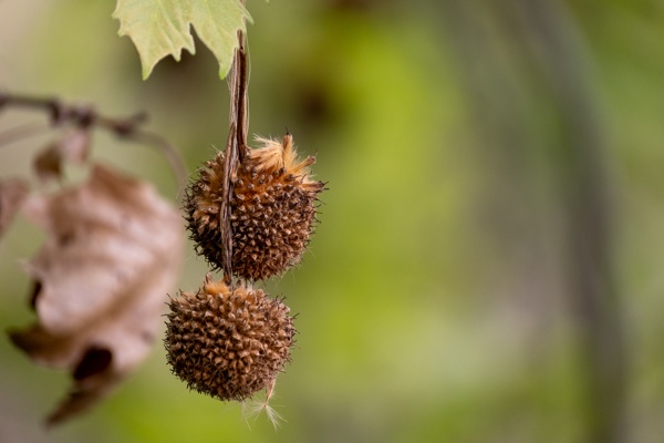 X-S10 - XF100-400mm F4.5-5.6 R LM OIS WR - 400.0 mm - 1/320 - 5.6 - 640