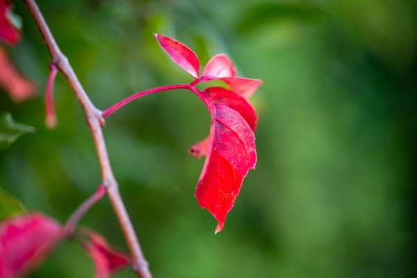 Canon EOS 5D Mark III - Canon EF 100mm f/2.8L Macro IS USM - 100.0 mm - 1/320 - 2.8 - 400