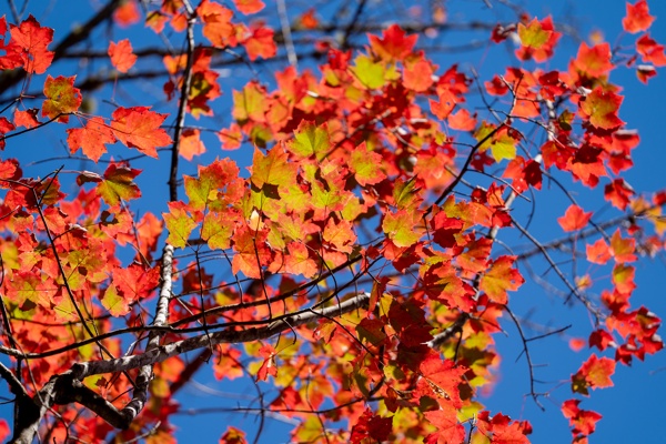 ILCE-9M2 - FE 300mm F2.8 GM OSS - 300.0 mm - 1/1000 - 2.8 - 100