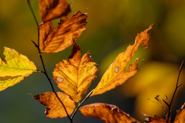 ILCE-9M2 - FE 300mm F2.8 GM OSS - 300.0 mm - 1/1000 - 2.8 - 80