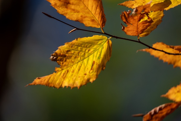 ILCE-9M2 - FE 300mm F2.8 GM OSS - 300.0 mm - 1/1000 - 2.8 - 80