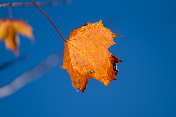 ILCE-9M2 - FE 300mm F2.8 GM OSS - 300.0 mm - 1/2000 - 2.8 - 160