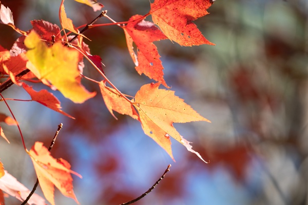 ILCE-9M2 - FE 300mm F2.8 GM OSS - 300.0 mm - 1/2000 - 2.8 - 500