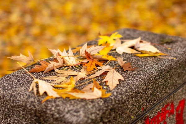 Canon EOS 60D - Sigma 50mm f/1.4 EX DG HSM - 50.0 mm - 1/500 - 2.0 - 100