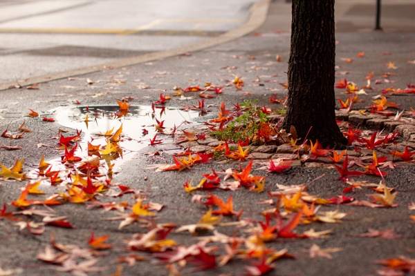 Canon EOS 60D - Sigma 50mm f/1.4 EX DG HSM - 50.0 mm - 1/2000 - 2.0 - 100