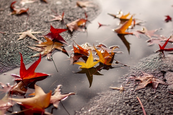 Canon EOS 60D - Sigma 50mm f/1.4 EX DG HSM - 50.0 mm - 1/2000 - 2.0 - 100